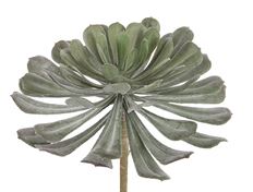 AEONIUM 6" GREEN GREY