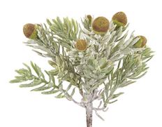 SUCCULENT PICK 7" GRFS