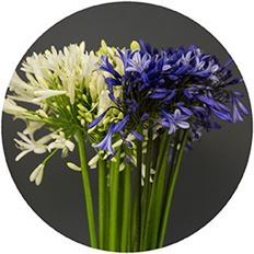 AGAPANTHUS WHITE