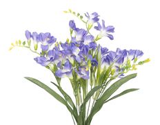 FREESIA BUSH X9 19" LAVENDER
