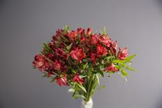 ALSTROEMERIA FANCY ASSORTED