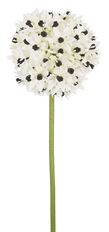 ORNITHOGALUM SPRAY 24" CR