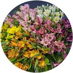 ALSTROEMERIA PREMIUM ASSORTED
