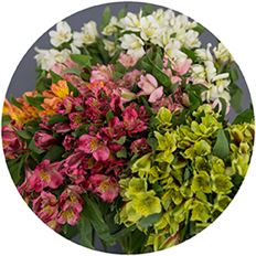 ALSTROEMERIA SELECT ASSORTED
