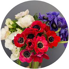 ANEMONES 10 STEM ASSORTED BUNCH