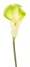 CALLA LILY STEM X1 30&quot; WHITE/GREEN
